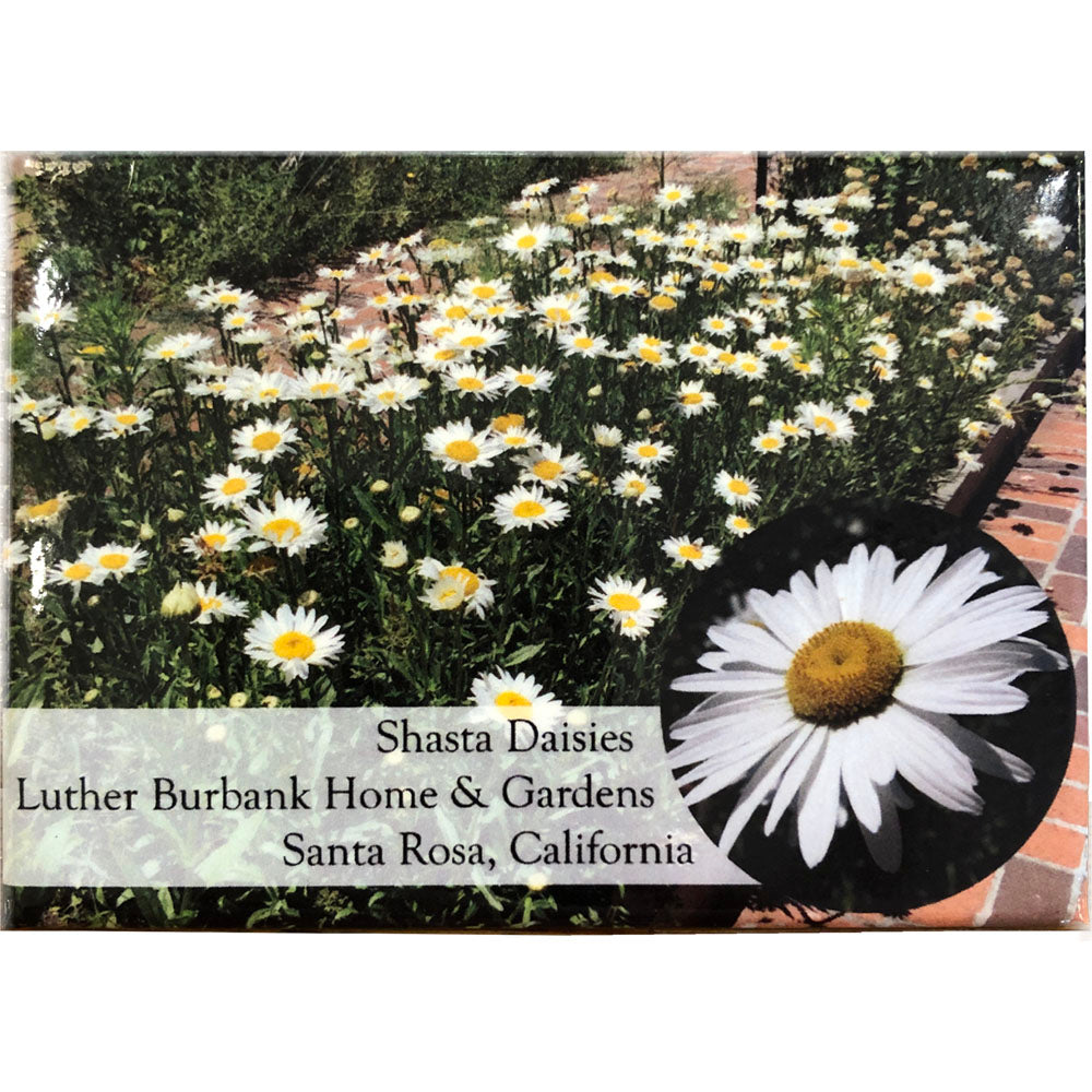 Magnet, Daisy