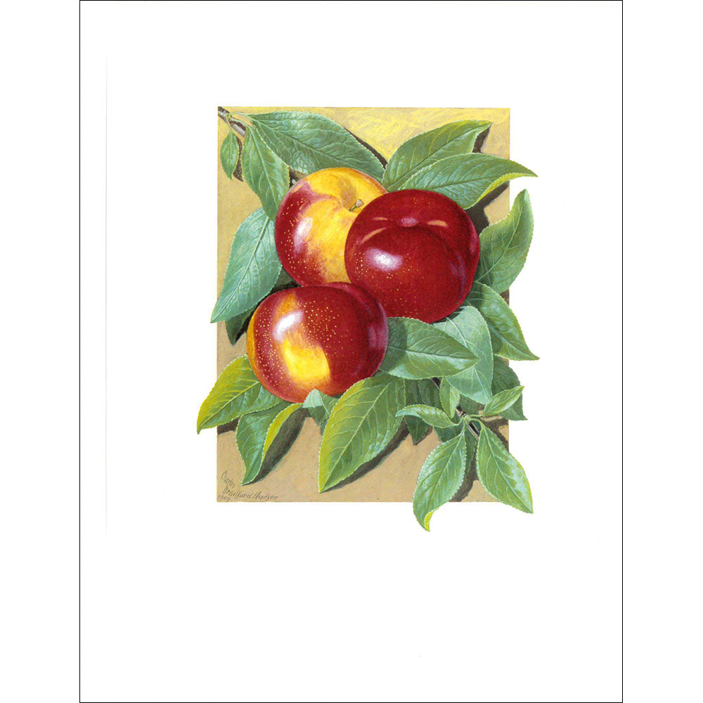 Fruit Print