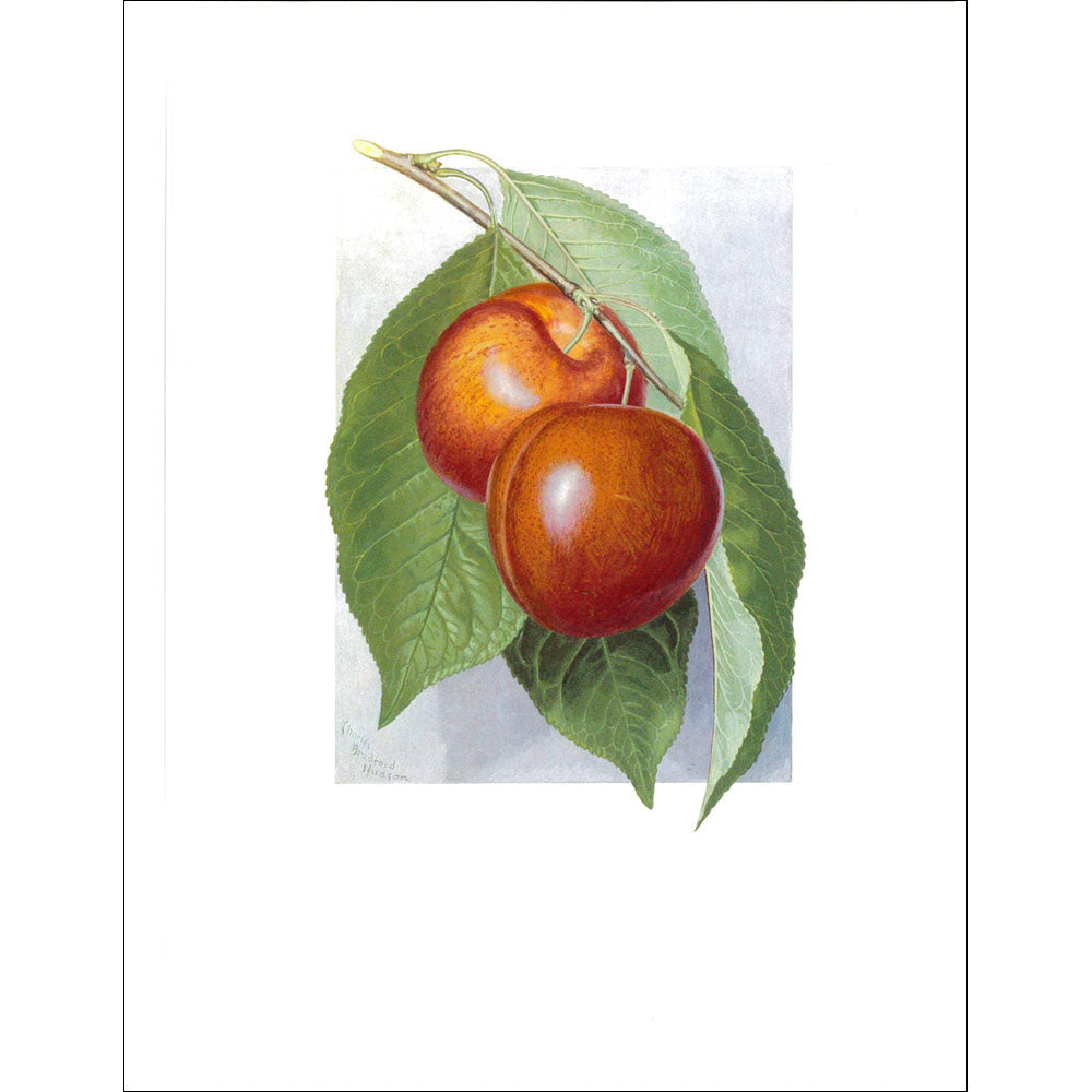 Fruit Print
