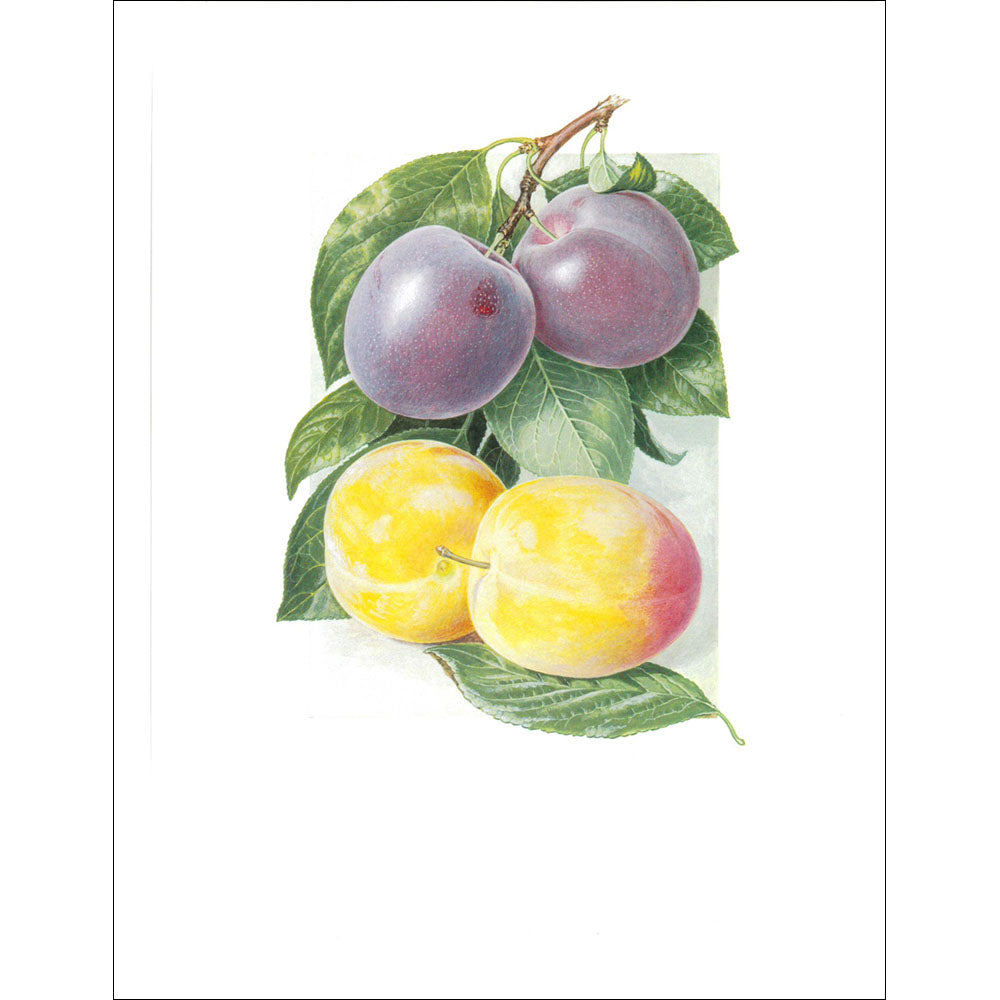 Fruit Print