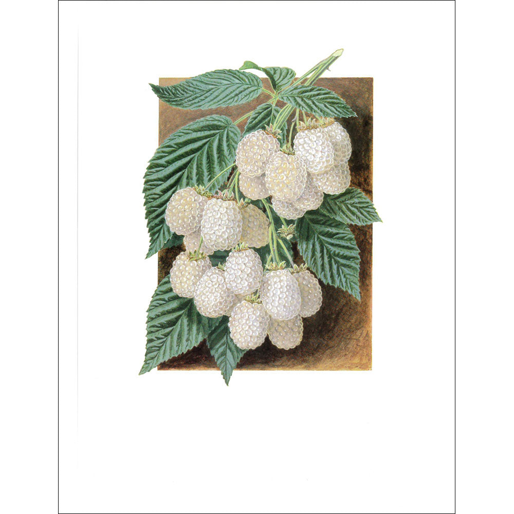 Fruit Print